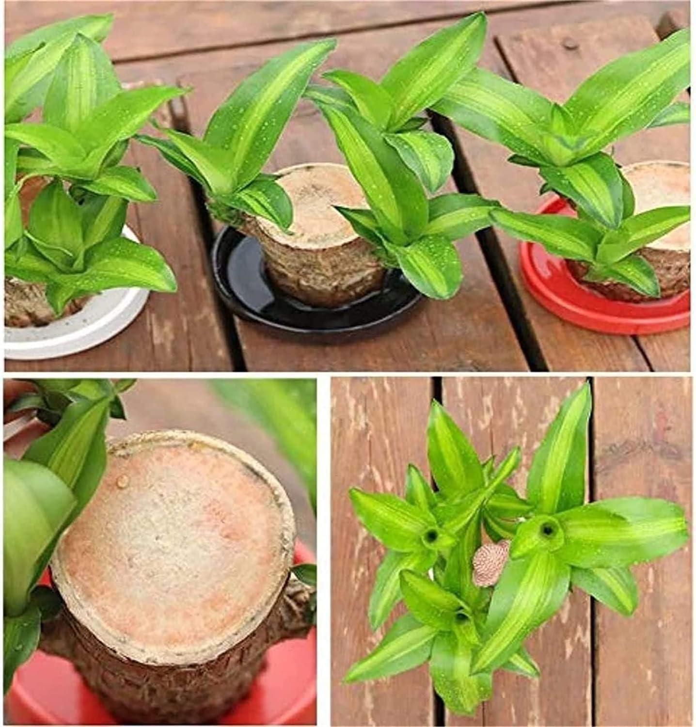 Big Size Lucky Brazil Wood Plant |🔥Buy 1 Get 1 Free🔥